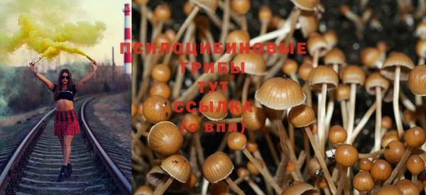 хмурый Аркадак
